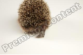 Hedgehog - Erinaceus europaeus  0040